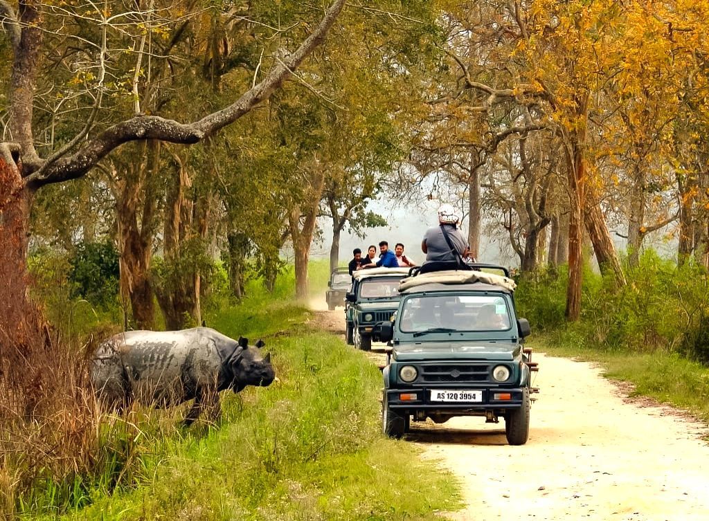 Kaziranga Assam grasslands